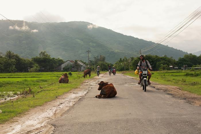 Voľne pohodená krava veľkosti XXL. Vietnam sa od Indie zasa až tak nelíši. V niečom