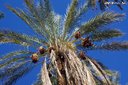 Datľová palma - Oáza Tamerza - Na Afrikách do Afriky - Tunisko