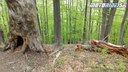 Prales Stužica - Behom na zasnežený Kremenec 1221 m - najvýchodnejší východ SR - Krížom-krážom po Slovensku na CB500X