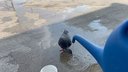 Smädný holub