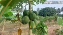 Mango World - Annapoorna Farms  - Bod záujmu