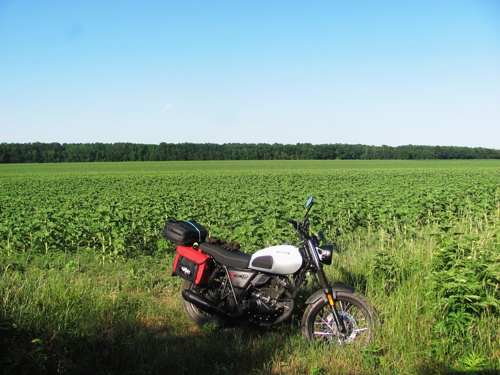 vzal som to cez slnečnicové pole okolo zašitého včelieho úľa