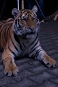 Tigria bohyňa