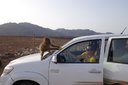 Saudské divoké paviány, Saudská Arábia - Bod záujmu