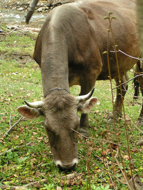  Zobudili nás kravy, ktoré sa vedú na pašu sami