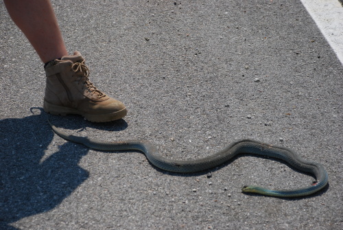  Malpolon insignitus-šírohlavec východní