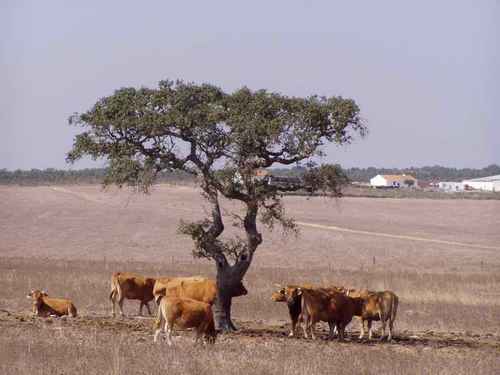  Portugalsko – Vyprahnutá zem