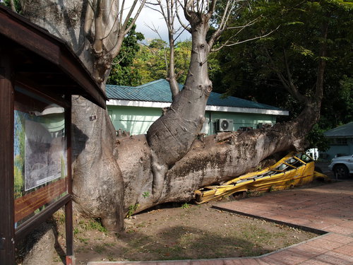  Toto sa stane, keď „malý“ Baobáb pri hurikáne spadne na školský autobus a potom si v pohode rastie ďalej. Stalo sa to našťastie ráno, keď bol autobus prázdny a odparkovaný.